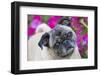 Pug by Autumn Fllowers (Petunias), Geneva, Ilinois, USA-Lynn M^ Stone-Framed Photographic Print