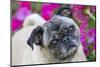 Pug by Autumn Fllowers (Petunias), Geneva, Ilinois, USA-Lynn M^ Stone-Mounted Photographic Print