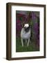 Pug by Autumn Fllowers (Petunias), Geneva, Ilinois, USA-Lynn M^ Stone-Framed Photographic Print