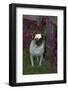 Pug by Autumn Fllowers (Petunias), Geneva, Ilinois, USA-Lynn M^ Stone-Framed Photographic Print