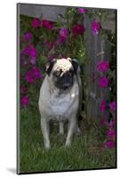 Pug by Autumn Fllowers (Petunias), Geneva, Ilinois, USA-Lynn M^ Stone-Mounted Photographic Print