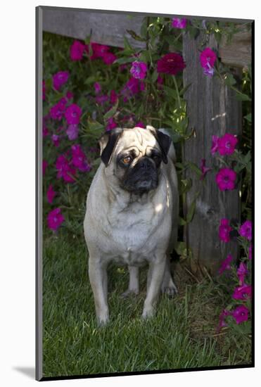 Pug by Autumn Fllowers (Petunias), Geneva, Ilinois, USA-Lynn M^ Stone-Mounted Photographic Print