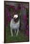 Pug by Autumn Fllowers (Petunias), Geneva, Ilinois, USA-Lynn M^ Stone-Framed Photographic Print