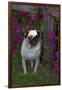 Pug by Autumn Fllowers (Petunias), Geneva, Ilinois, USA-Lynn M^ Stone-Framed Photographic Print