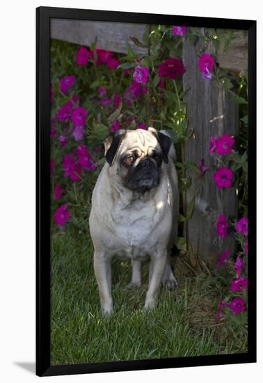 Pug by Autumn Fllowers (Petunias), Geneva, Ilinois, USA-Lynn M^ Stone-Framed Photographic Print