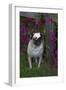 Pug by Autumn Fllowers (Petunias), Geneva, Ilinois, USA-Lynn M^ Stone-Framed Photographic Print