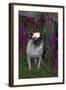 Pug by Autumn Fllowers (Petunias), Geneva, Ilinois, USA-Lynn M^ Stone-Framed Photographic Print