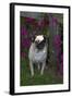 Pug by Autumn Fllowers (Petunias), Geneva, Ilinois, USA-Lynn M^ Stone-Framed Photographic Print