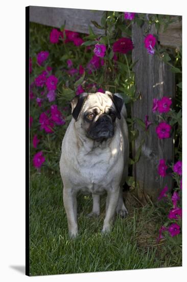 Pug by Autumn Fllowers (Petunias), Geneva, Ilinois, USA-Lynn M^ Stone-Stretched Canvas