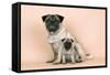 Pug Dog Adult and Puppy-null-Framed Stretched Canvas