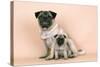 Pug Dog Adult and Puppy-null-Stretched Canvas