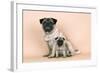 Pug Dog Adult and Puppy-null-Framed Photographic Print