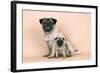 Pug Dog Adult and Puppy-null-Framed Photographic Print