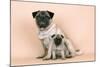 Pug Dog Adult and Puppy-null-Mounted Photographic Print