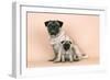 Pug Dog Adult and Puppy-null-Framed Photographic Print