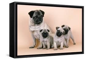 Pug Dog and 3 Puppies-null-Framed Stretched Canvas
