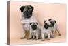 Pug Dog and 3 Puppies-null-Stretched Canvas