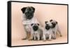 Pug Dog and 3 Puppies-null-Framed Stretched Canvas