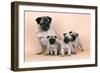 Pug Dog and 3 Puppies-null-Framed Premium Photographic Print