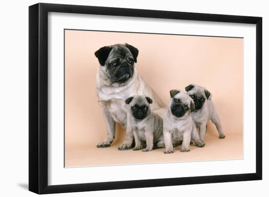 Pug Dog and 3 Puppies-null-Framed Premium Photographic Print