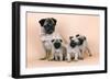 Pug Dog and 3 Puppies-null-Framed Premium Photographic Print
