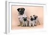 Pug Dog and 3 Puppies-null-Framed Premium Photographic Print