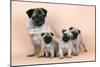 Pug Dog and 3 Puppies-null-Mounted Premium Photographic Print