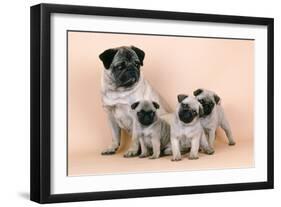 Pug Dog and 3 Puppies-null-Framed Photographic Print