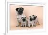 Pug Dog and 3 Puppies-null-Framed Photographic Print