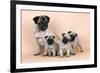 Pug Dog and 3 Puppies-null-Framed Photographic Print