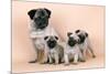 Pug Dog and 3 Puppies-null-Mounted Photographic Print