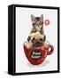 Pug Dog and Little Kitten in Red Coffee Cup Illustration-null-Framed Stretched Canvas