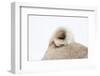 Pug Dog, Detail, Ringtail, Studio-Hawi-Framed Photographic Print