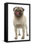 Pug Dog Licking its Lips-null-Framed Stretched Canvas