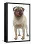 Pug Dog Licking its Lips-null-Framed Stretched Canvas