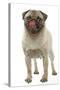 Pug Dog Licking its Lips-null-Stretched Canvas