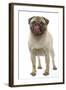 Pug Dog Licking its Lips-null-Framed Photographic Print