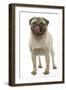 Pug Dog Licking its Lips-null-Framed Photographic Print