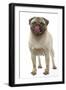 Pug Dog Licking its Lips-null-Framed Photographic Print