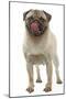 Pug Dog Licking its Lips-null-Mounted Photographic Print