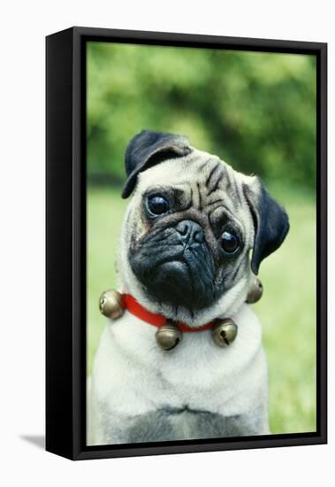 Pug Dog Wearing Collar with Bells-null-Framed Stretched Canvas