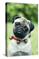 Pug Dog Wearing Collar with Bells-null-Stretched Canvas