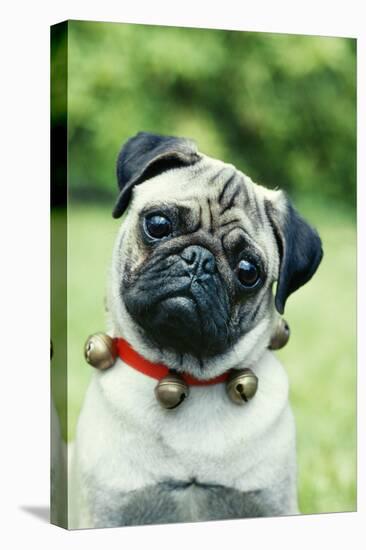 Pug Dog Wearing Collar with Bells-null-Stretched Canvas