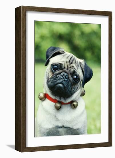 Pug Dog Wearing Collar with Bells-null-Framed Photographic Print