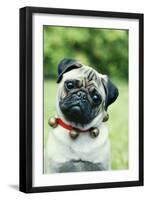 Pug Dog Wearing Collar with Bells-null-Framed Photographic Print