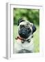 Pug Dog Wearing Collar with Bells-null-Framed Photographic Print