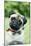 Pug Dog Wearing Collar with Bells-null-Mounted Photographic Print