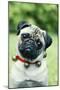 Pug Dog Wearing Collar with Bells-null-Mounted Photographic Print