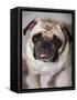 Pug Dog-Allana Wesley White-Framed Stretched Canvas