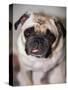 Pug Dog-Allana Wesley White-Stretched Canvas